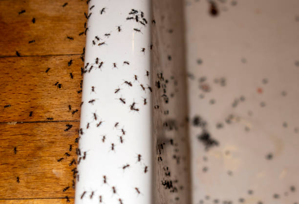 Best Pest Removal Services  in Chalmette, LA